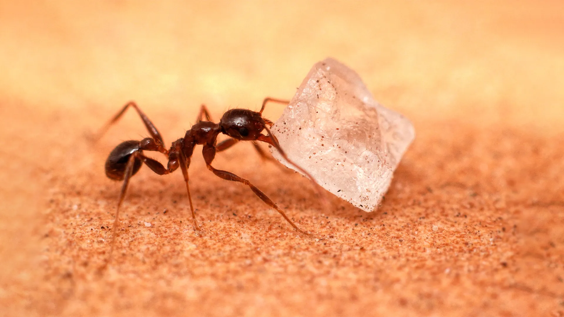 Preventing Sugar Ants