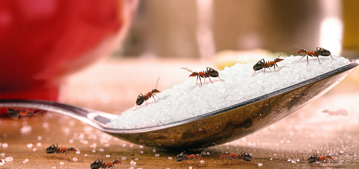 How Do You Get Rid Of Sugar Ants In Kitchen